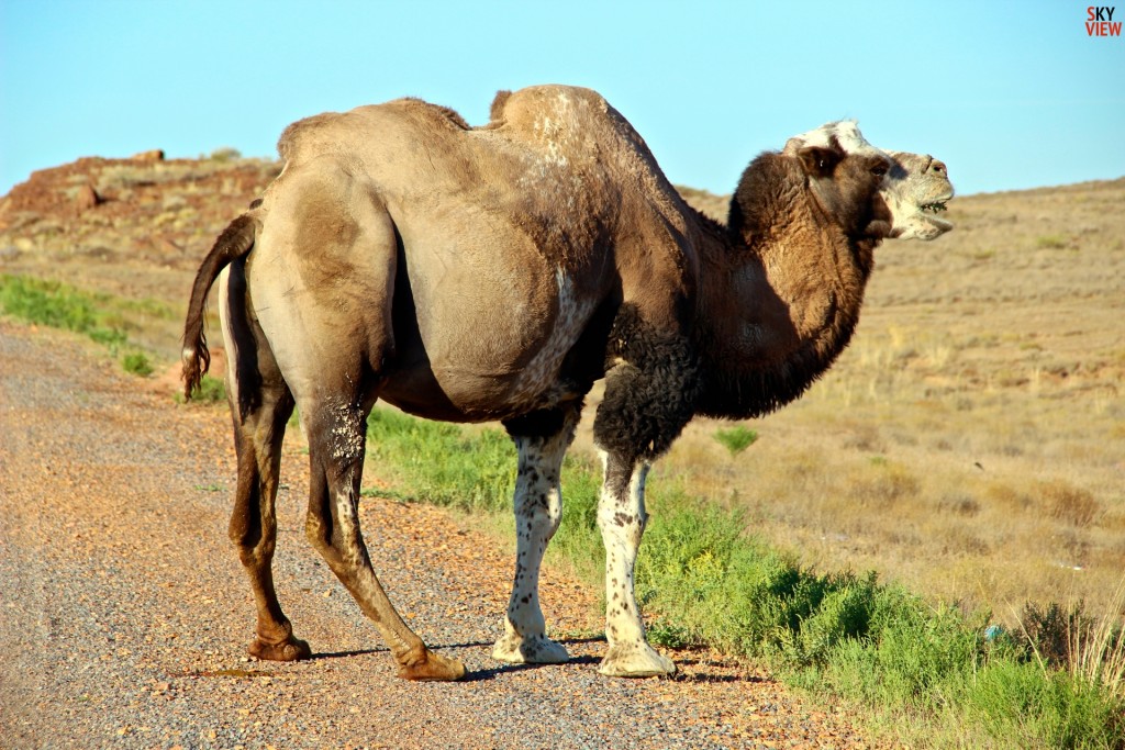 Огромный верблюд